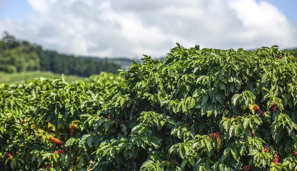 <img src="coffee-plant-image.jpg" alt="Coffee plant with green leaves and ripe coffee cherries"> 