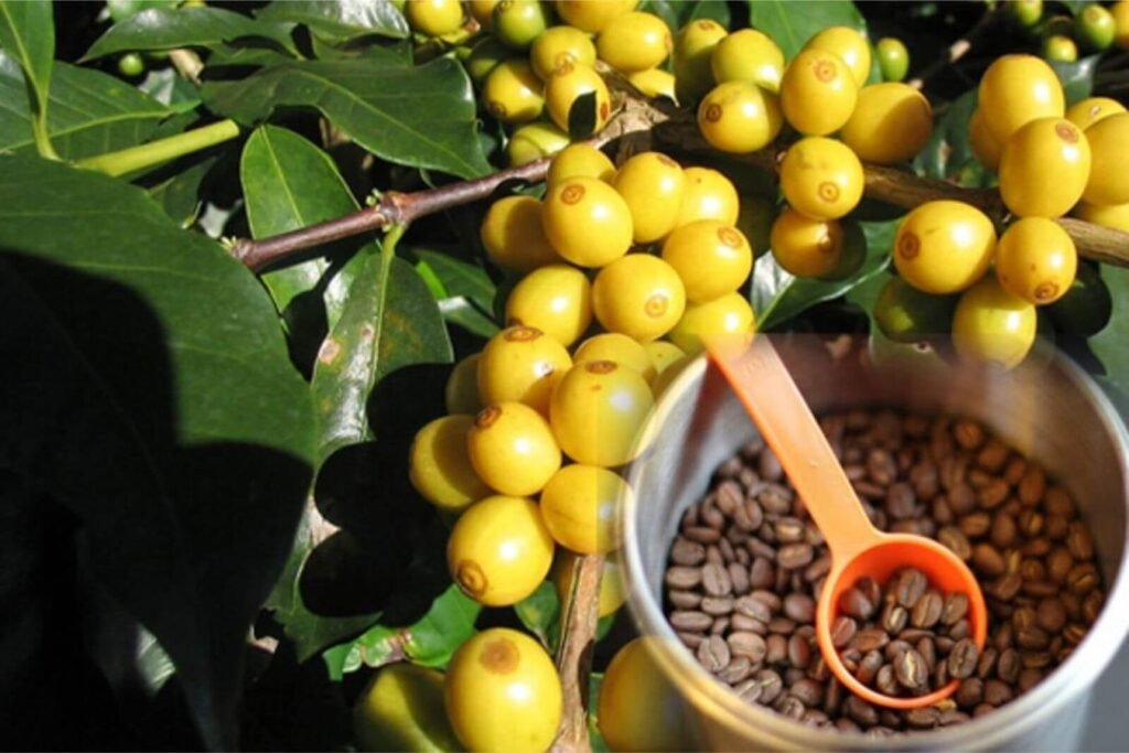 Coffees Related to Bourbon