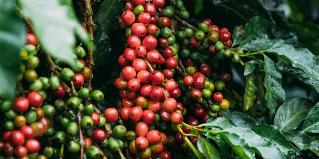 Coffees with Timor Hybrid Lineage Kenyan Coffee