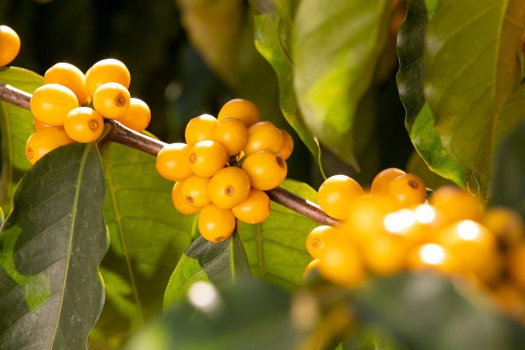 Typica vs Bourbon coffee beans