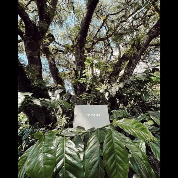Learn about the delightful Ecuador Hacienda Pillcocaja Typica Natural coffee. Savor the distinct flavors and aromas of this exceptional blend.