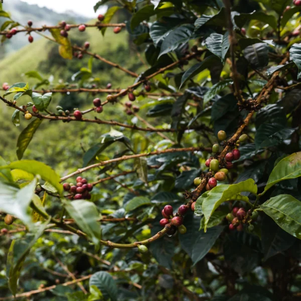 MANDELA VIEUX - CAFE GRANJA LA ESPERANZA