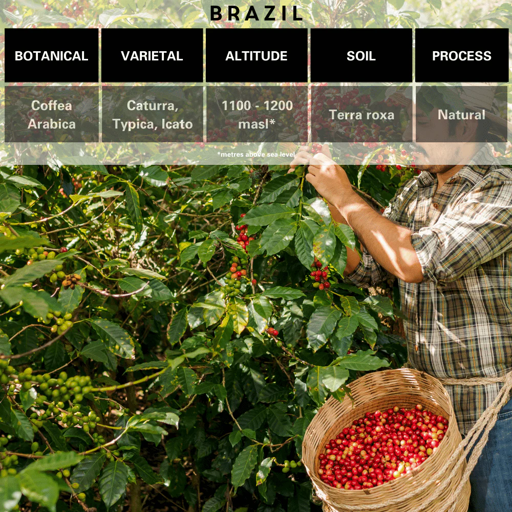 A steaming cup of Brazilian specialty coffee, rich and aromatic, with a golden-brown crema on top. The cup is set against a backdrop of lush green coffee plantations, with sunlight filtering through the leaves, creating a serene and inviting.