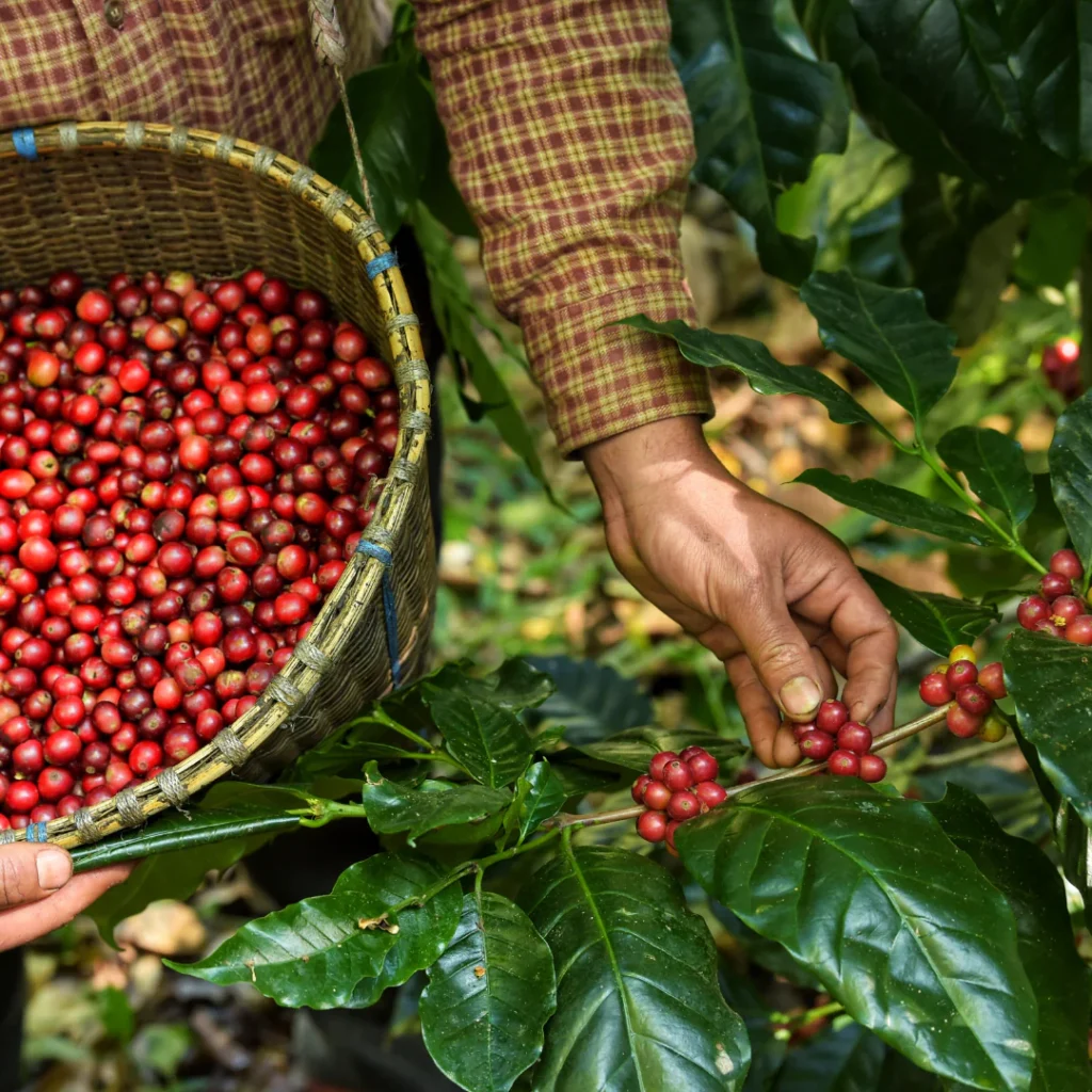 Brazilian Arabica Coffee